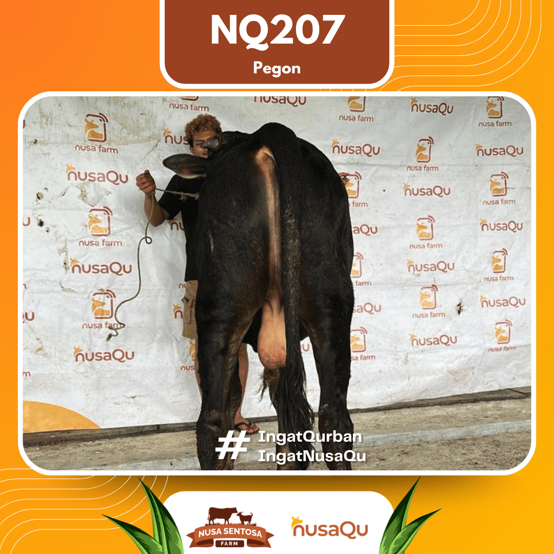 Sapi Pegon NQ207 2026 Bobot 500Kg foto 3