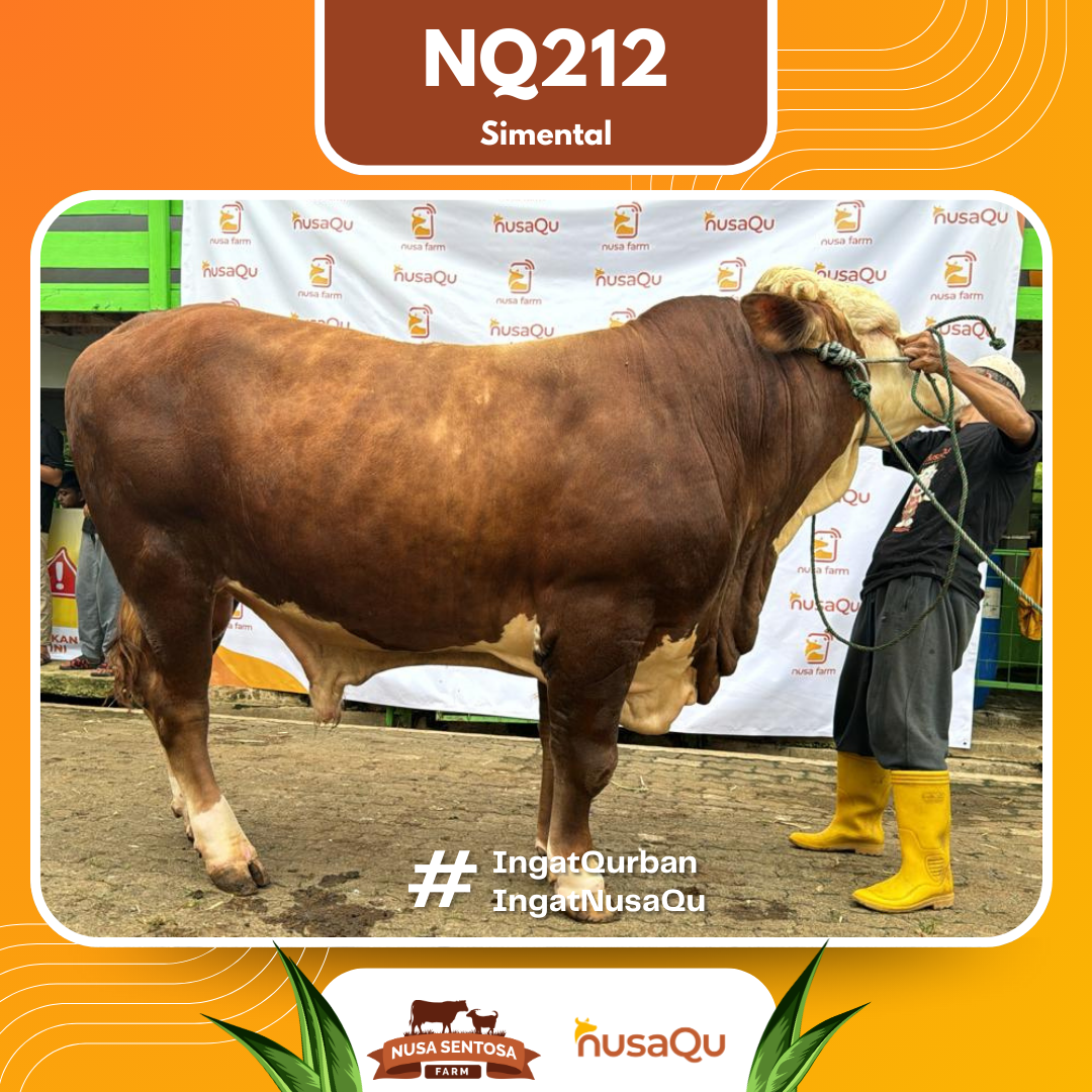 Sapi Simental NQ212 2026 Bobot 900Kg