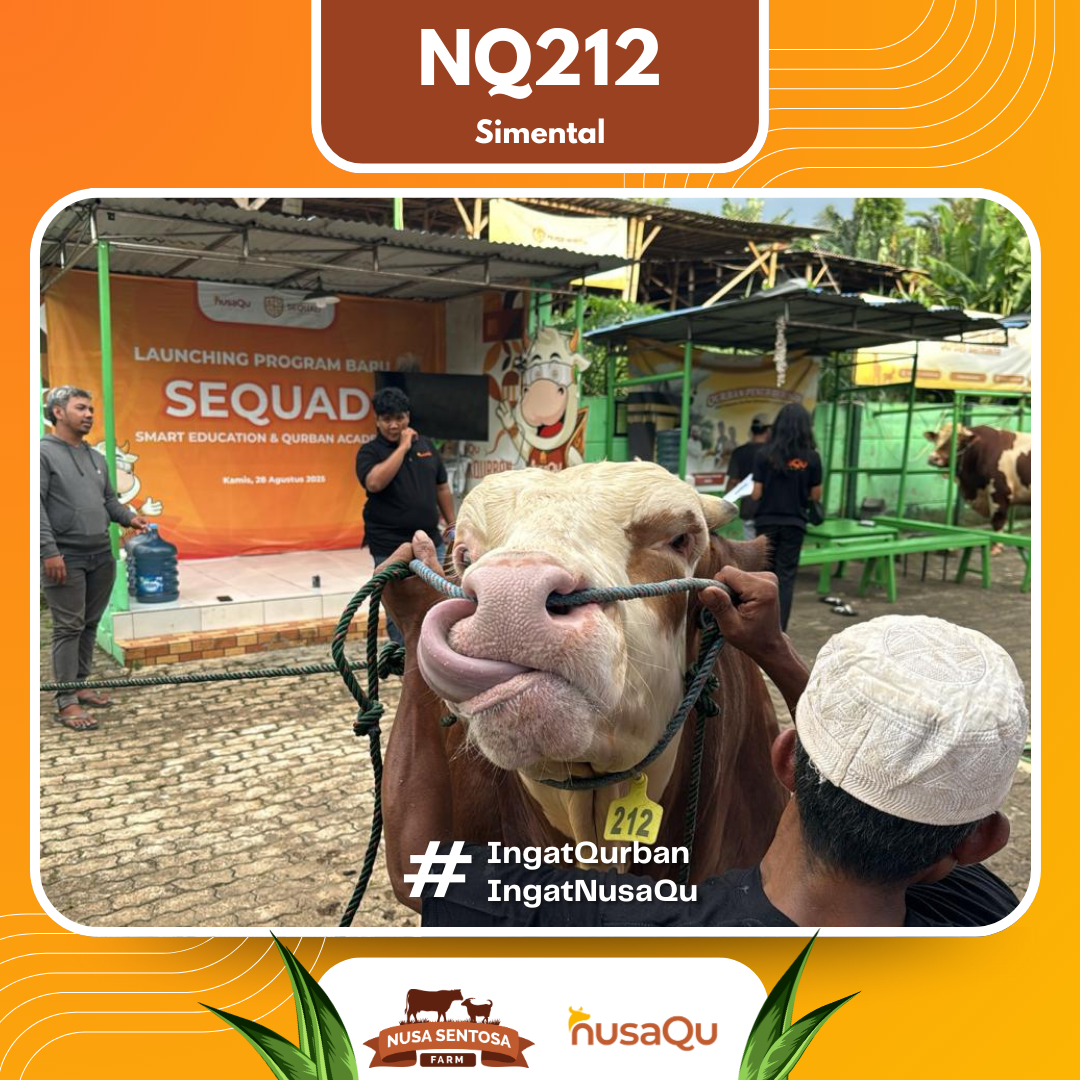 Sapi Simental NQ212 2026 Bobot 900Kg foto 2