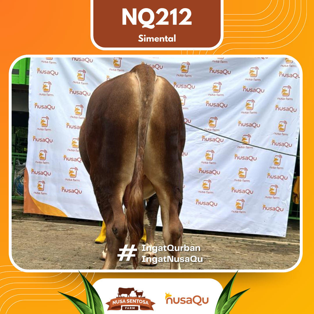 Sapi Simental NQ212 2026 Bobot 900Kg foto 3