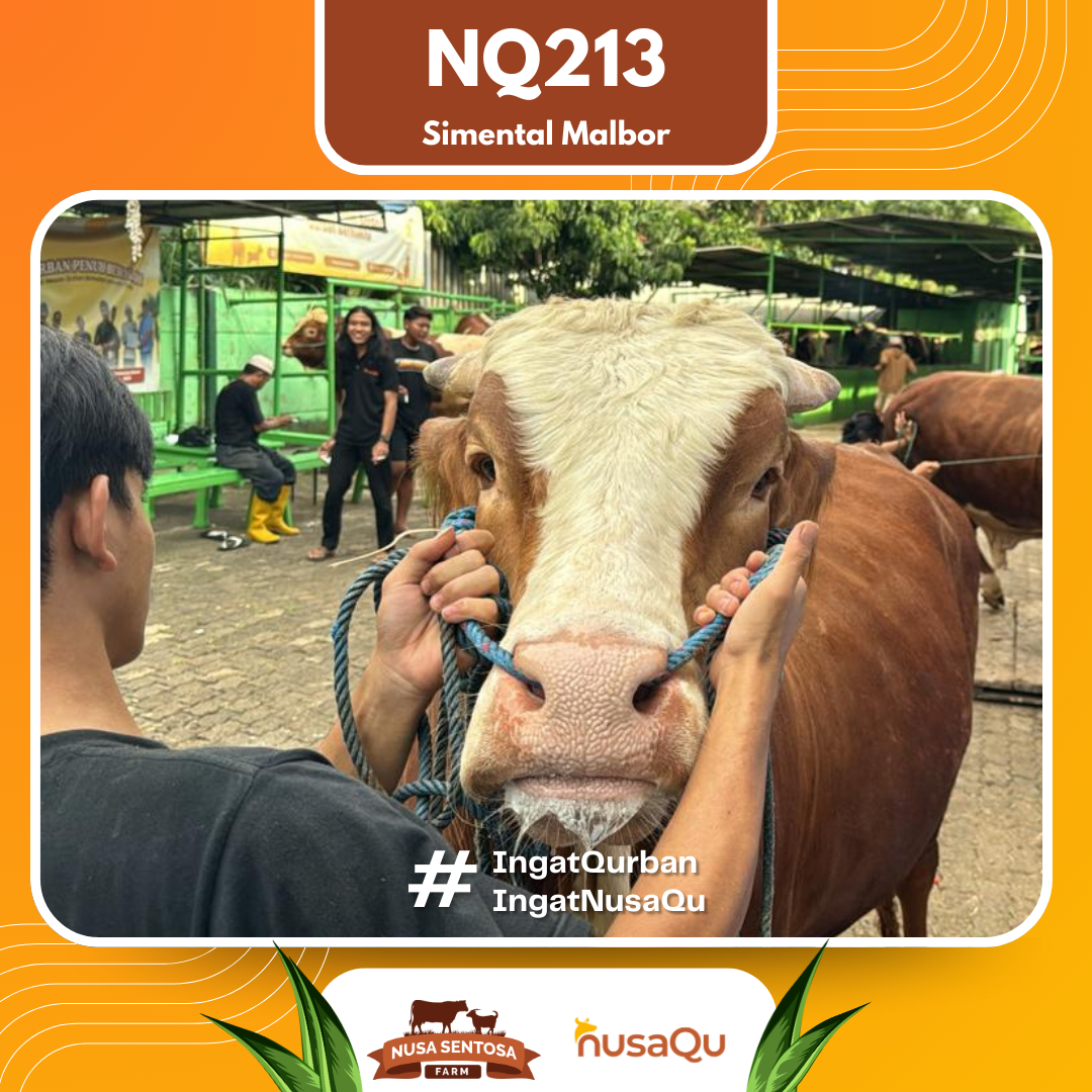 Sapi Simental Malbor NQ213 2026 Bobot 850Kg foto 2