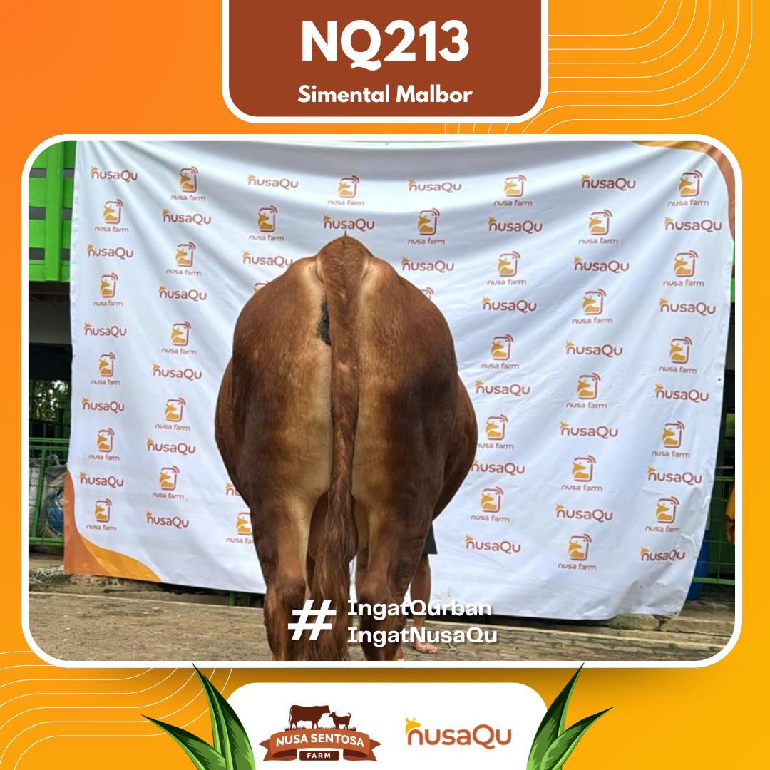 Sapi Simental Malbor NQ213 2026 Bobot 850Kg foto 3