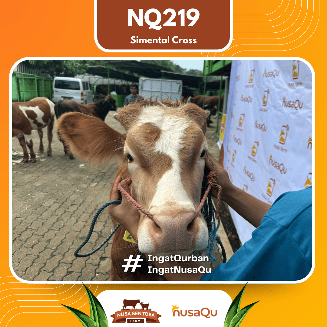 Sapi Simental Cross NQ219 2026 Bobot 500Kg foto 2