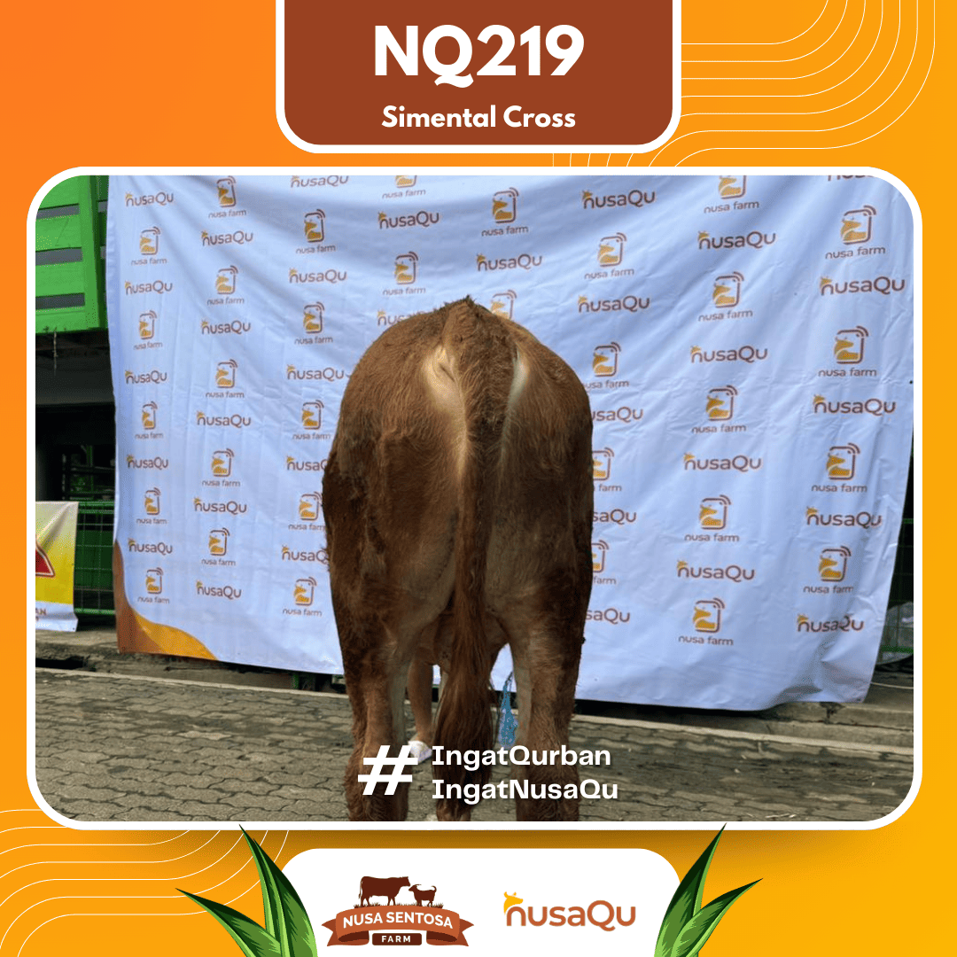 Sapi Simental Cross NQ219 2026 Bobot 500Kg foto 3