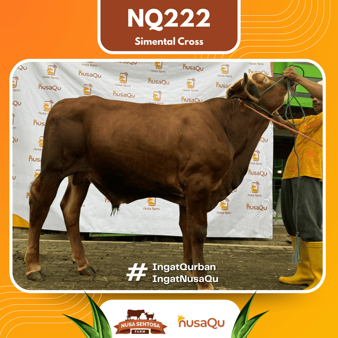 Sapi Simental Cross NQ222 2026 Bobot 600Kg