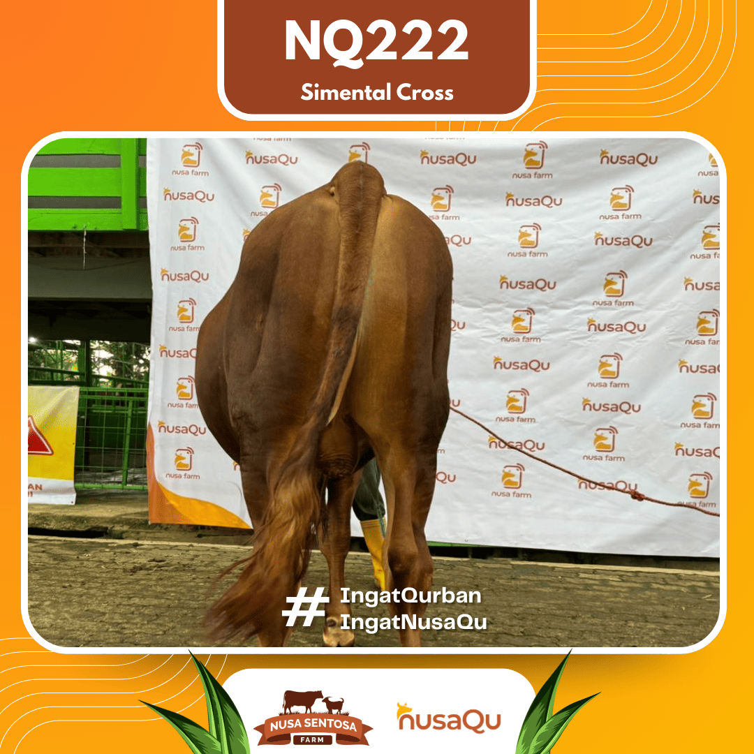 Sapi Simental Cross NQ222 2026 Bobot 600Kg foto 3