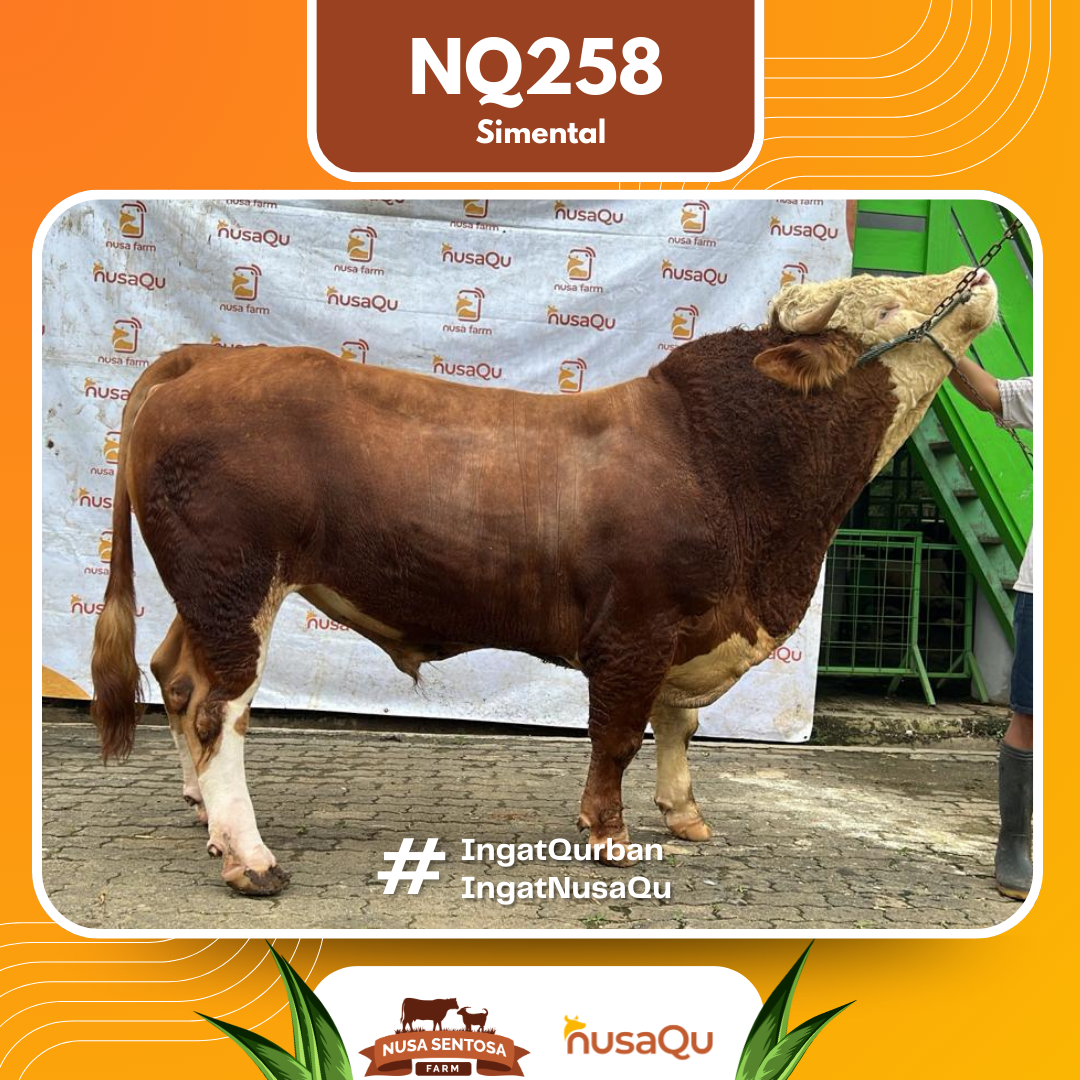 Sapi Simental NQ258 2026 Bobot 900Kg