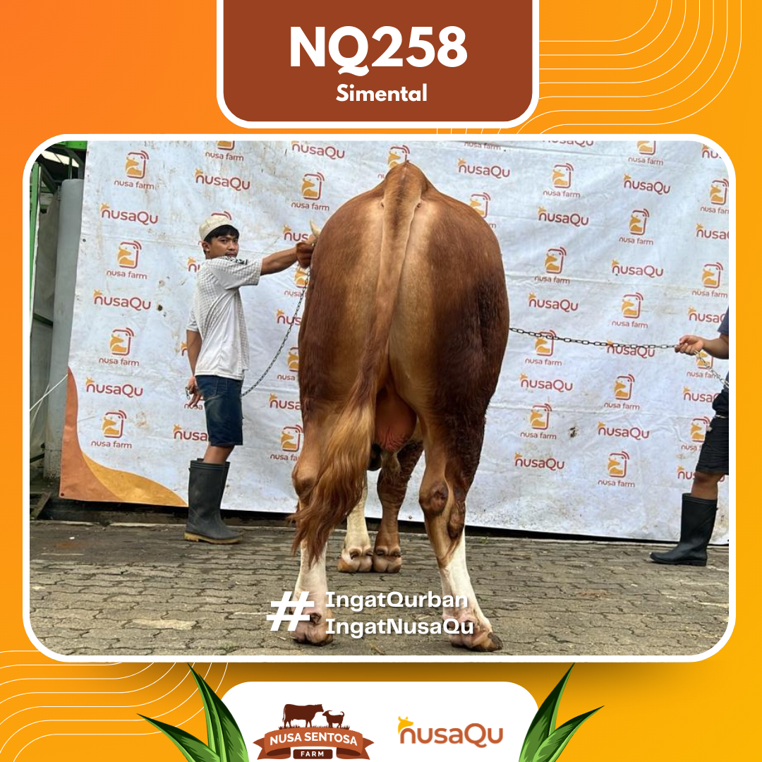 Sapi Simental NQ258 2026 Bobot 900Kg foto 3