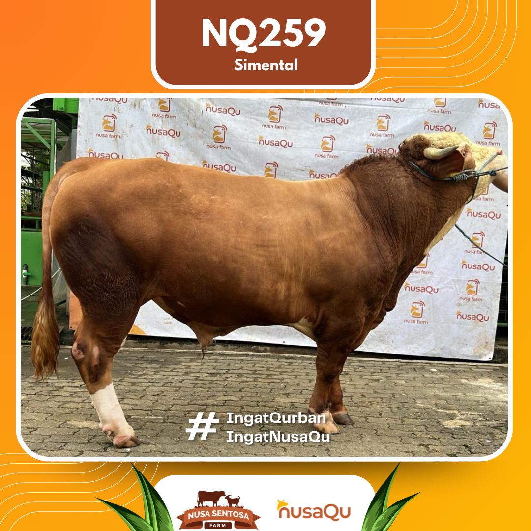 Sapi Simental NQ259 2026 Bobot 900Kg