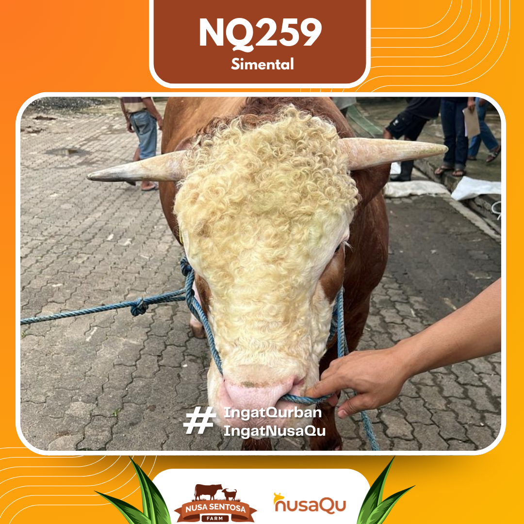 Sapi Simental NQ259 2026 Bobot 900Kg foto 2