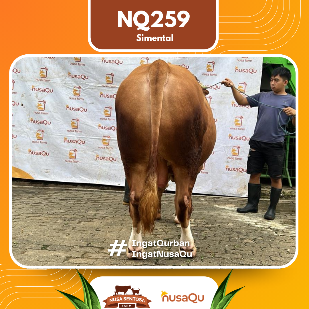 Sapi Simental NQ259 2026 Bobot 900Kg foto 3