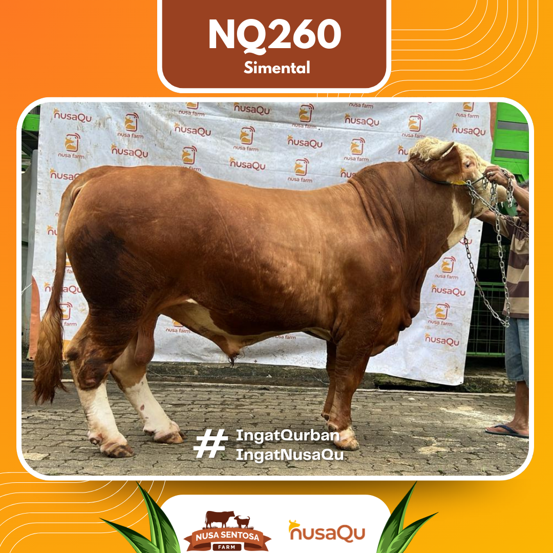 Sapi Simental NQ260 2026 Bobot 950Kg