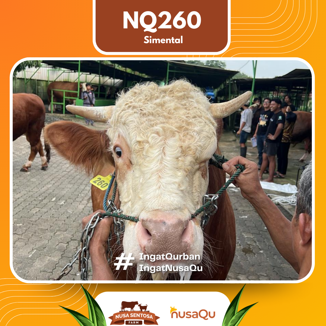 Sapi Simental NQ260 2026 Bobot 950Kg foto 2