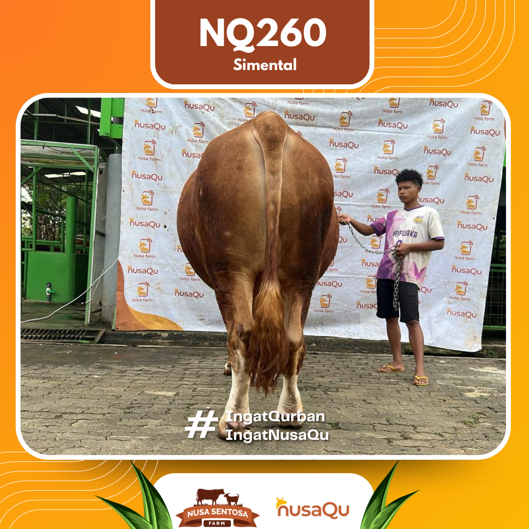 Sapi Simental NQ260 2026 Bobot 950Kg foto 3