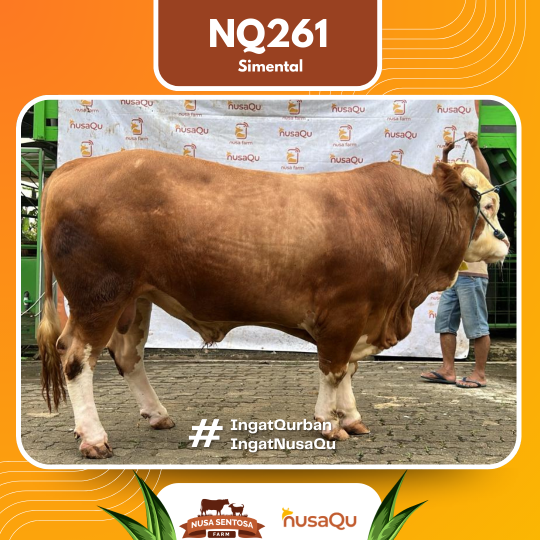 Sapi Simental NQ261 2026 Bobot 950Kg