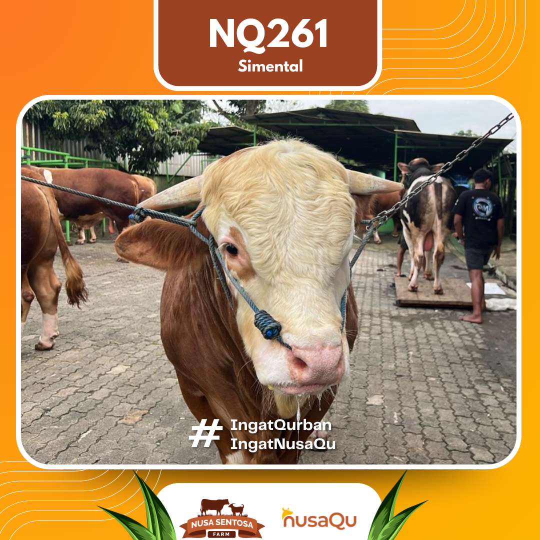 Sapi Simental NQ261 2026 Bobot 950Kg foto 2