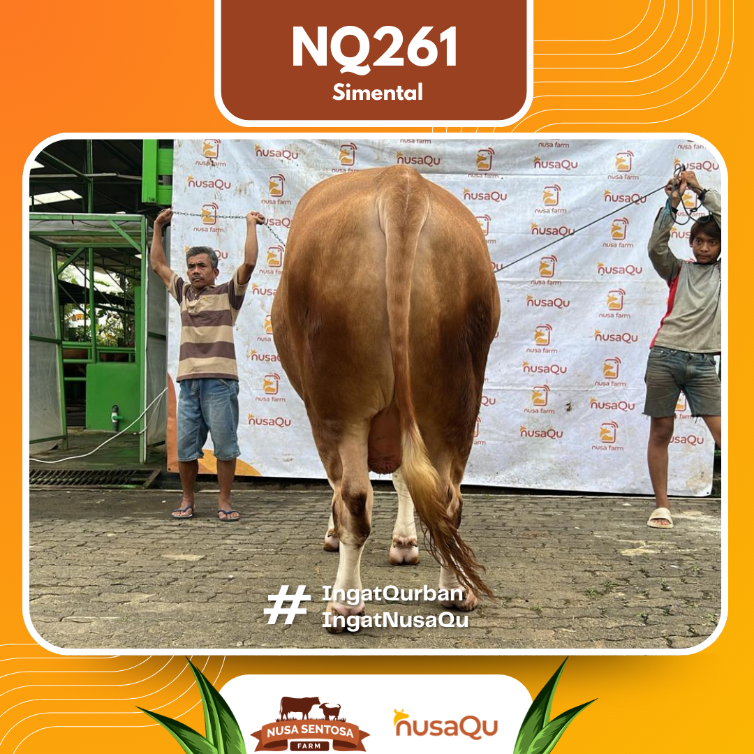Sapi Simental NQ261 2026 Bobot 950Kg foto 3