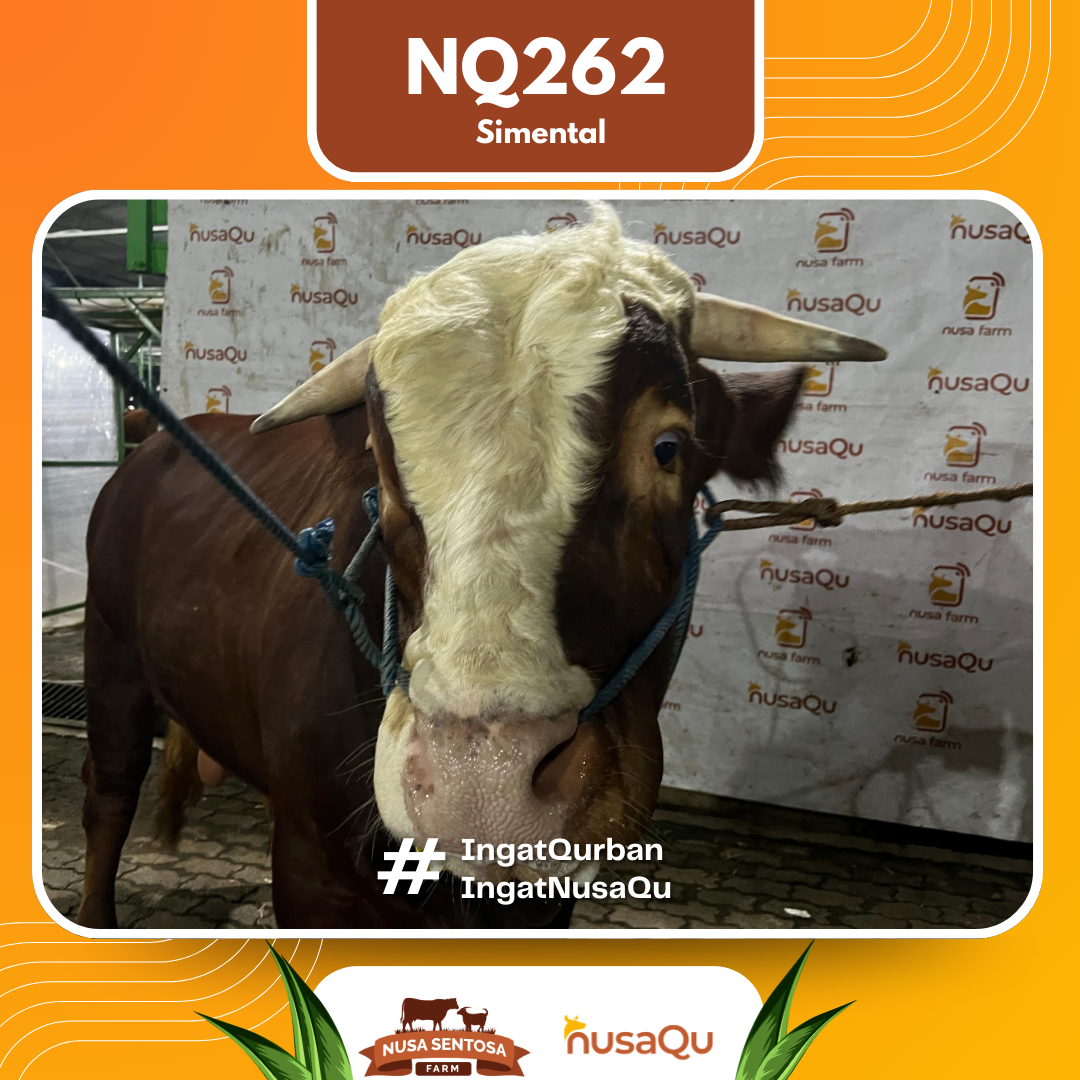 Sapi Simental NQ262 2026 Bobot 950Kg foto 2