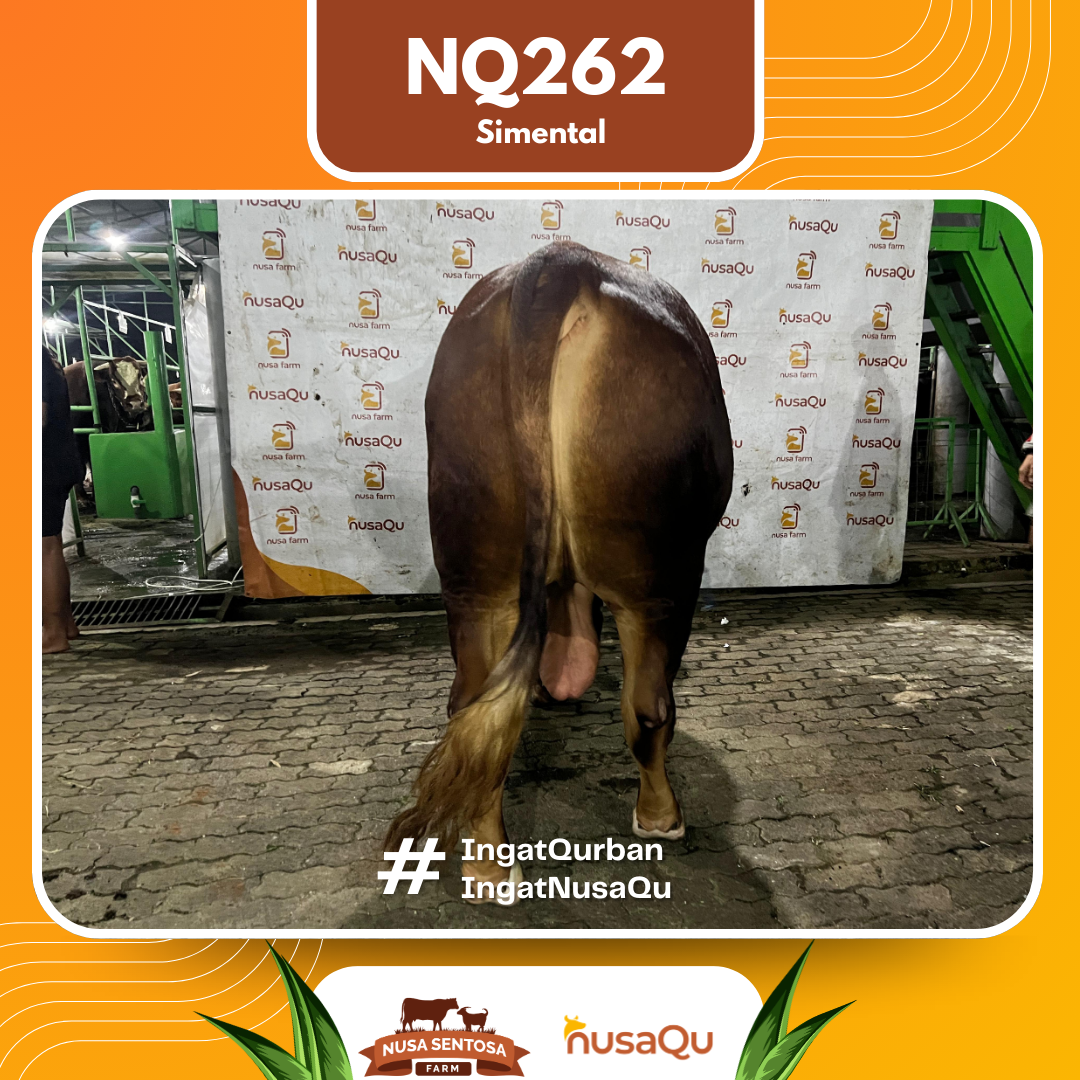 Sapi Simental NQ262 2026 Bobot 950Kg foto 3