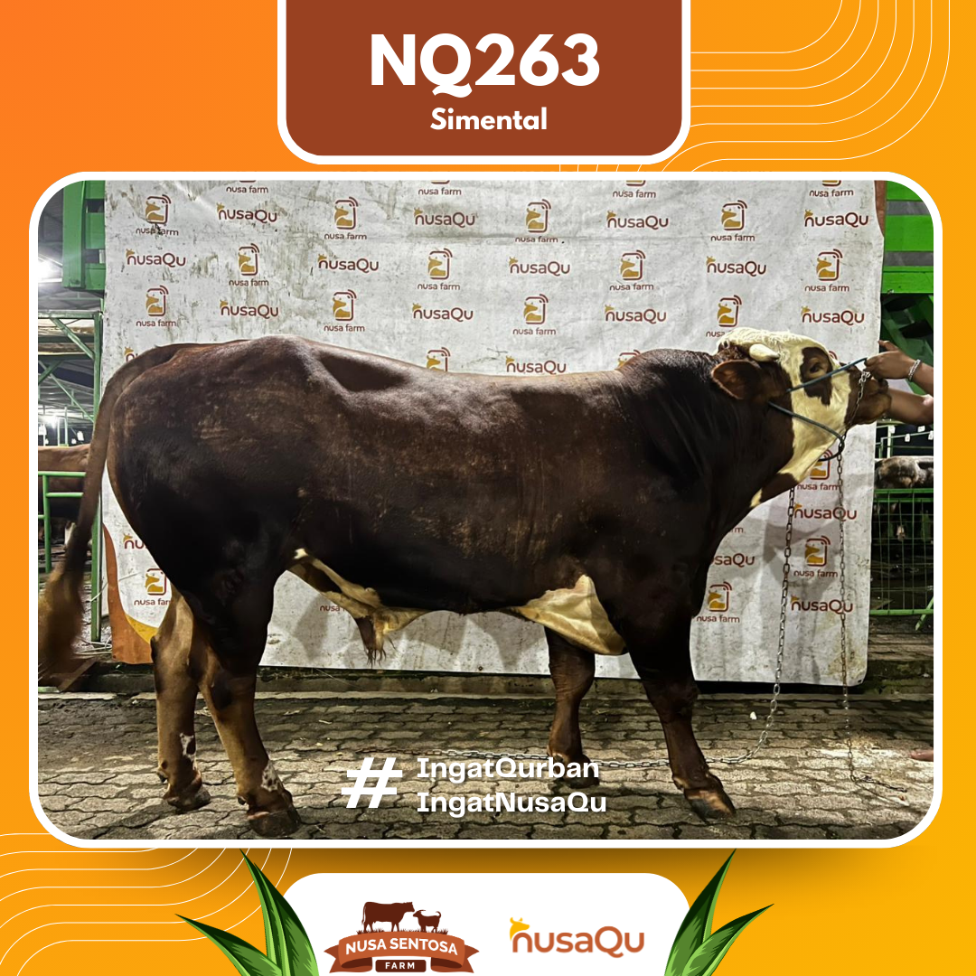 Sapi SImental NQ263 2026 Bobot 900Kg