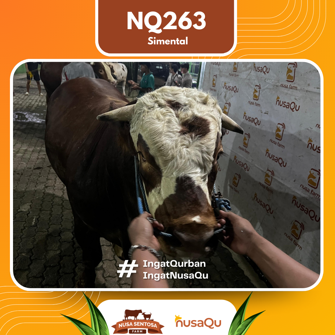 Sapi SImental NQ263 2026 Bobot 900Kg foto 2