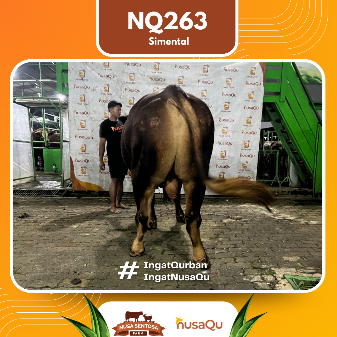 Sapi SImental NQ263 2026 Bobot 900Kg foto 3