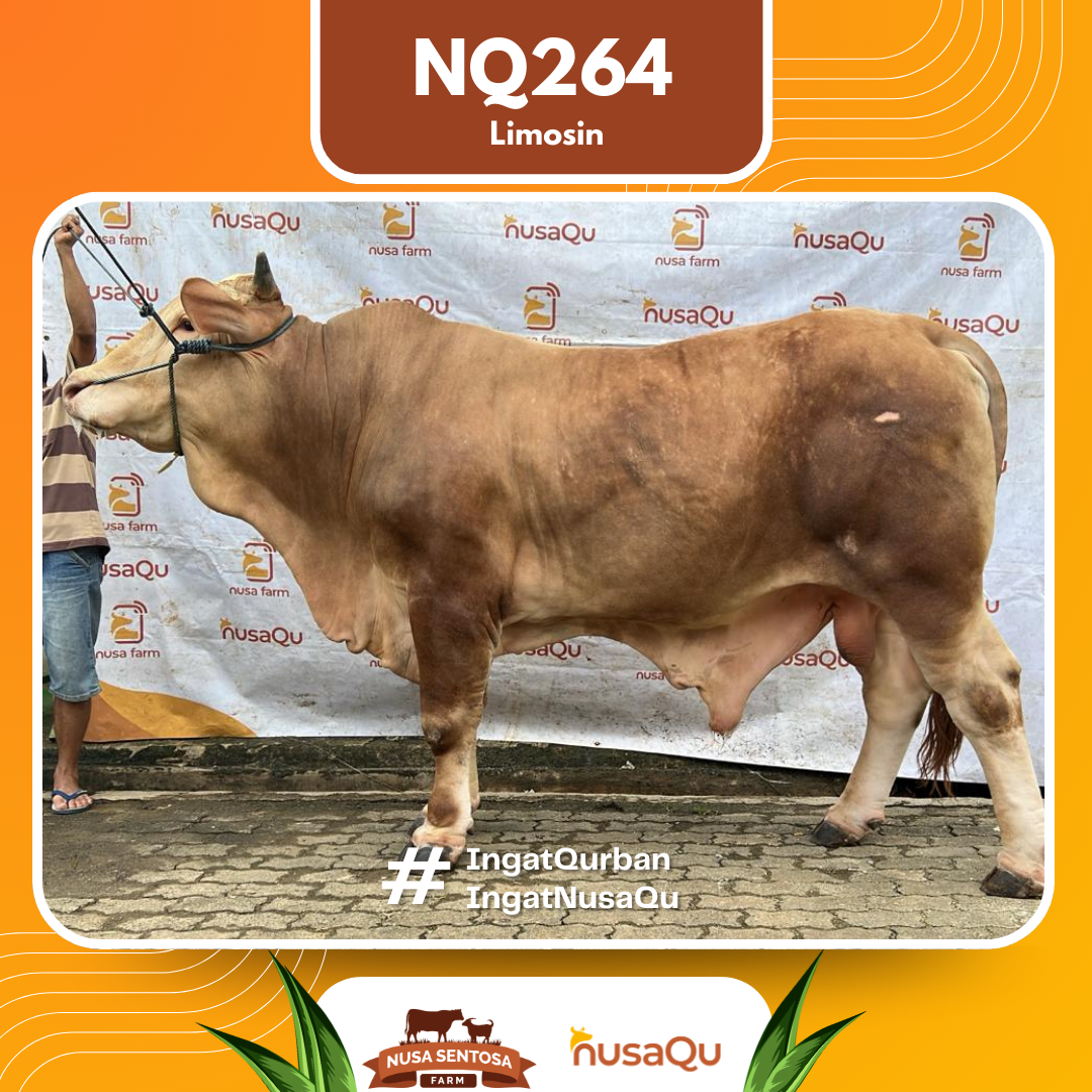 Sapi Limosin NQ264 2026 Bobot 900Kg