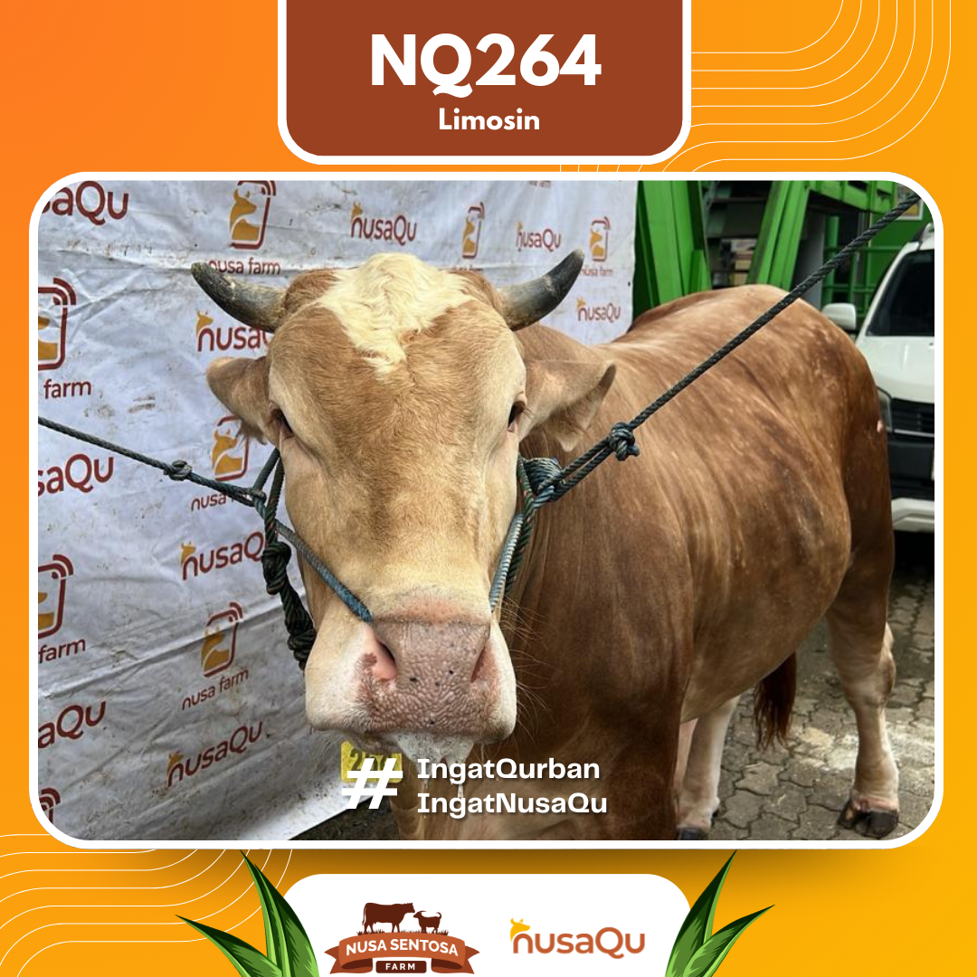 Sapi Limosin NQ264 2026 Bobot 900Kg foto 2