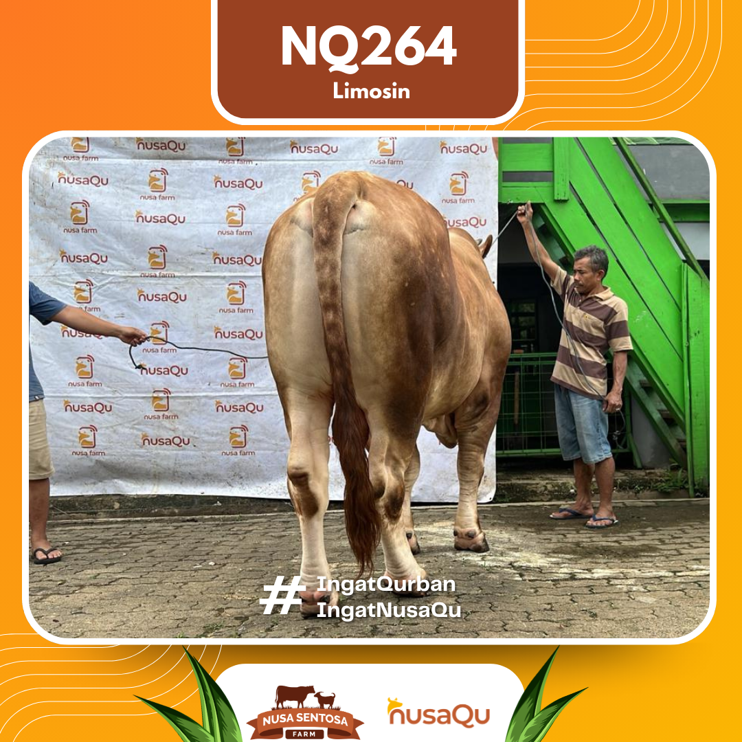 Sapi Limosin NQ264 2026 Bobot 900Kg foto 3