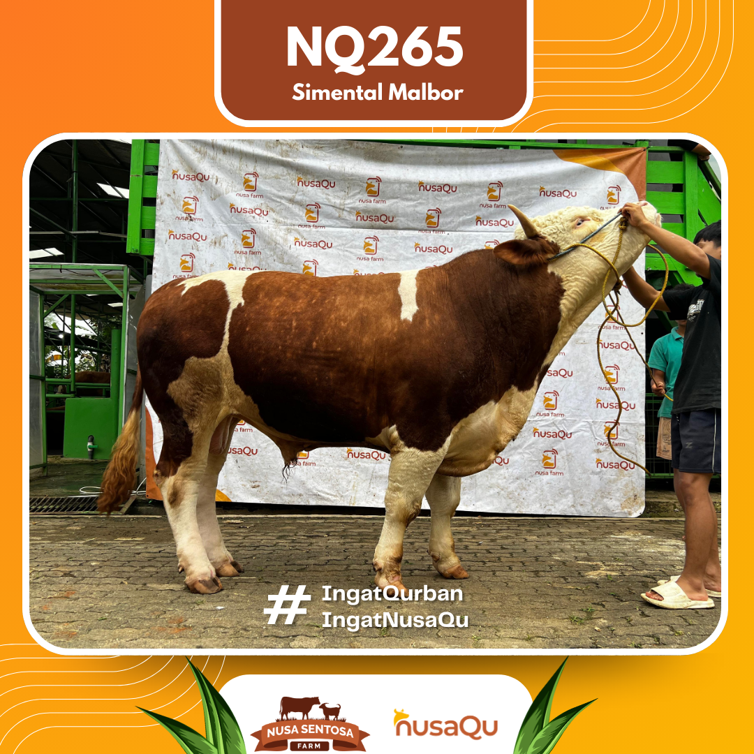 Sapi Simental Malbor NQ265 2026 Bobot 900Kg
