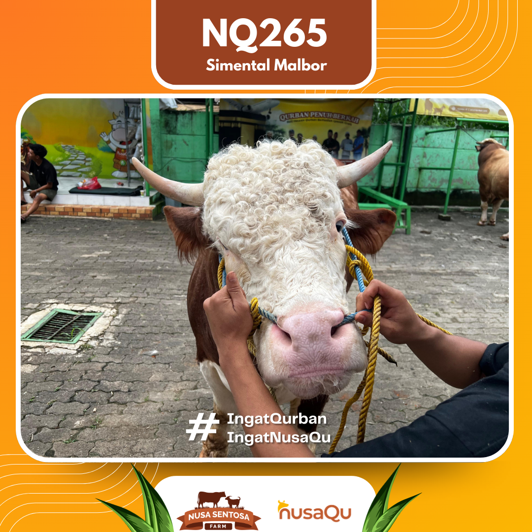 Sapi Simental Malbor NQ265 2026 Bobot 900Kg foto 2