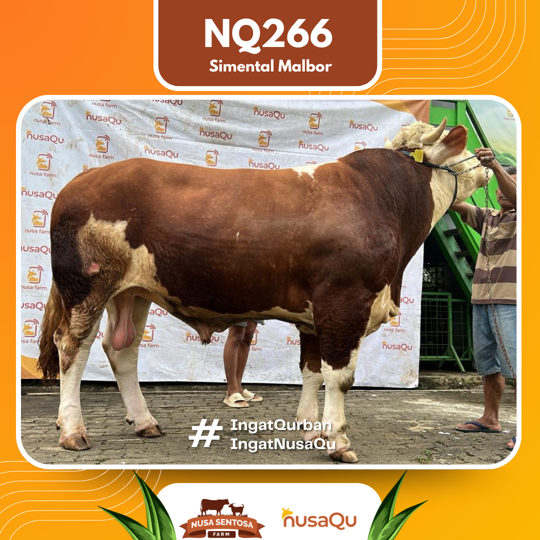Sapi Simental Malbor NQ266 2026 Bobot 900Kg