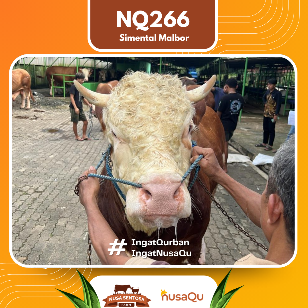 Sapi Simental Malbor NQ266 2026 Bobot 900Kg foto 2