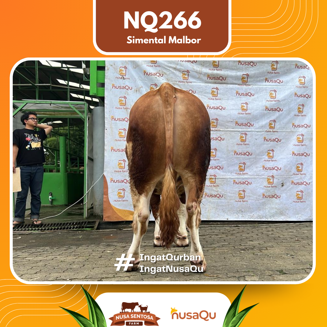 Sapi Simental Malbor NQ266 2026 Bobot 900Kg foto 3