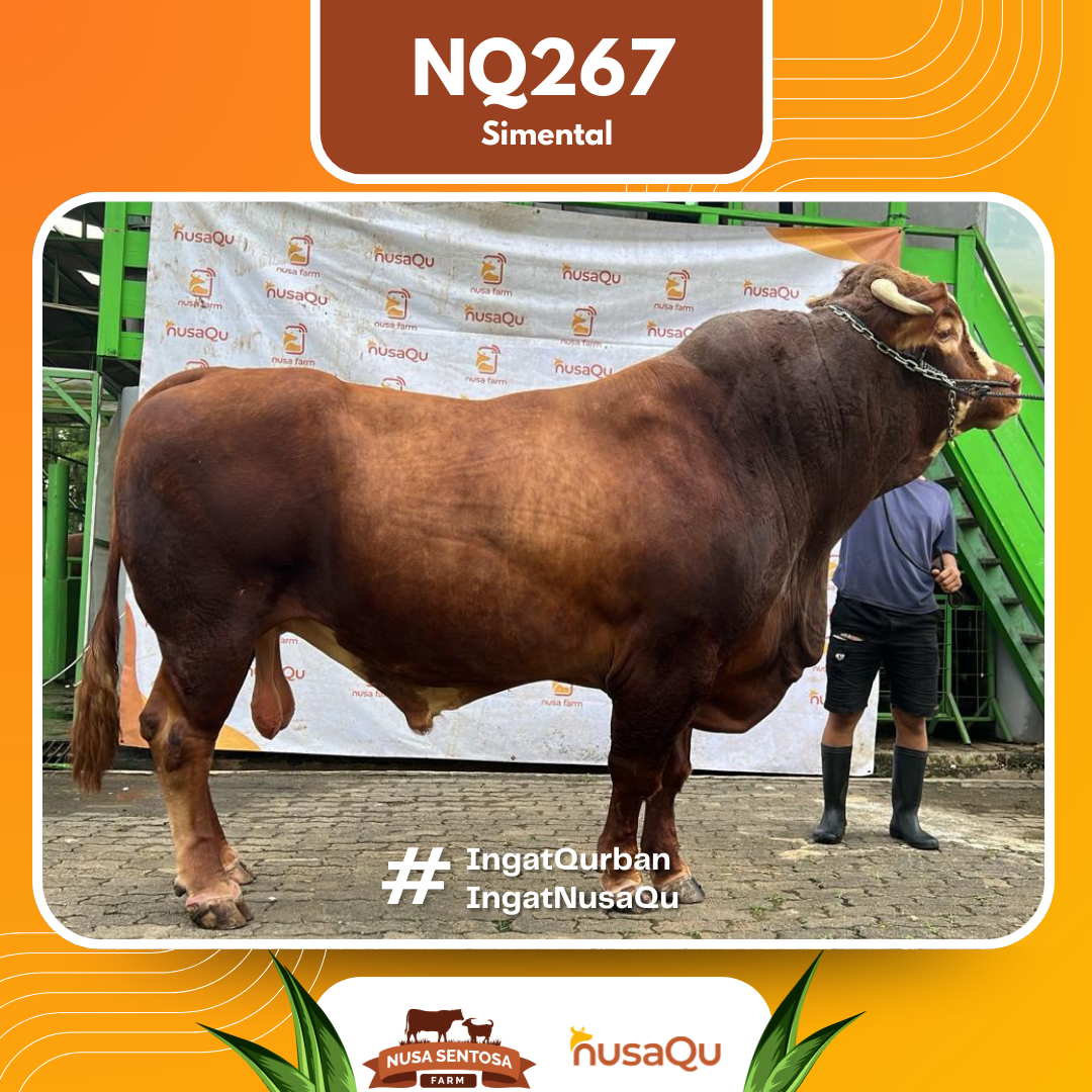 Sapi Simental NQ267 2026 Bobot 1200Kg