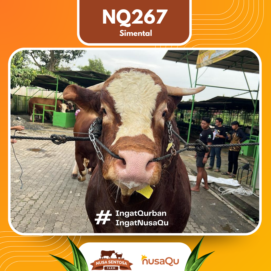 Sapi Simental NQ267 2026 Bobot 1200Kg foto 2