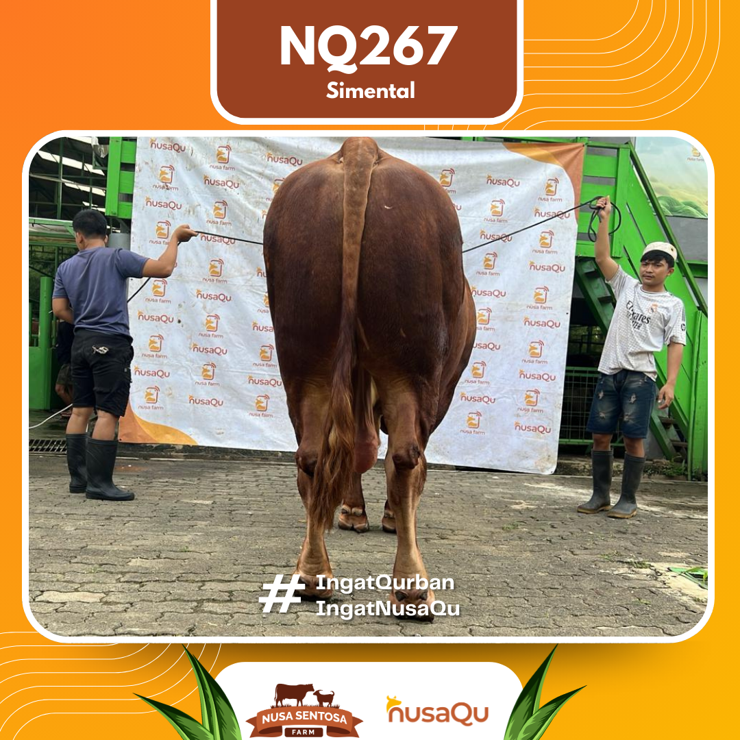 Sapi Simental NQ267 2026 Bobot 1200Kg foto 3