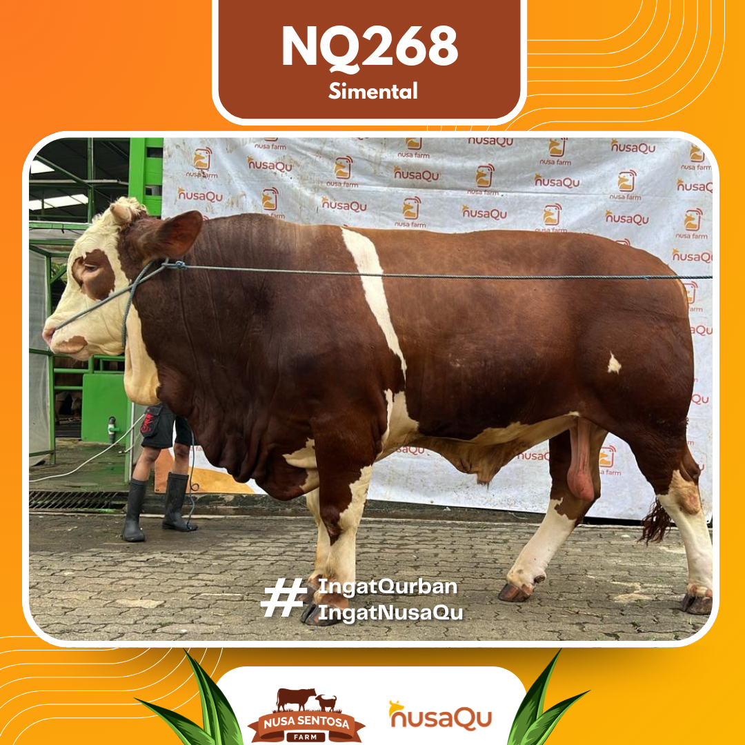Sapi Simental NQ268 2026 Bobot 1200Kg