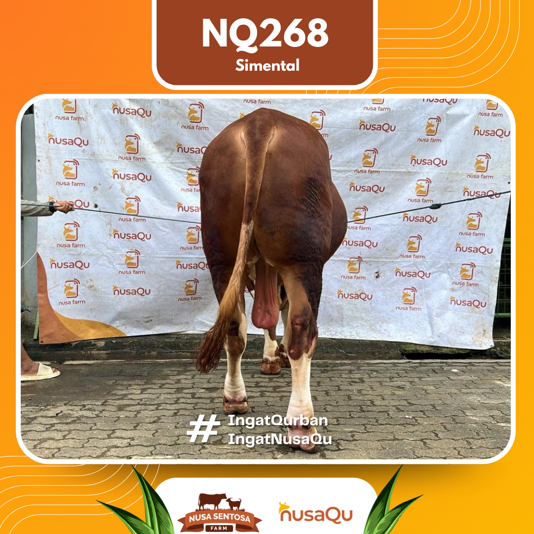 Sapi Simental NQ268 2026 Bobot 1200Kg foto 3