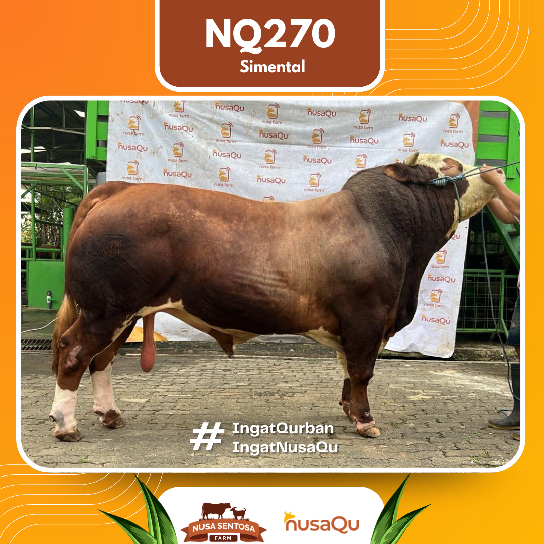Sapi Simental NQ270 2026 Bobot 1100Kg
