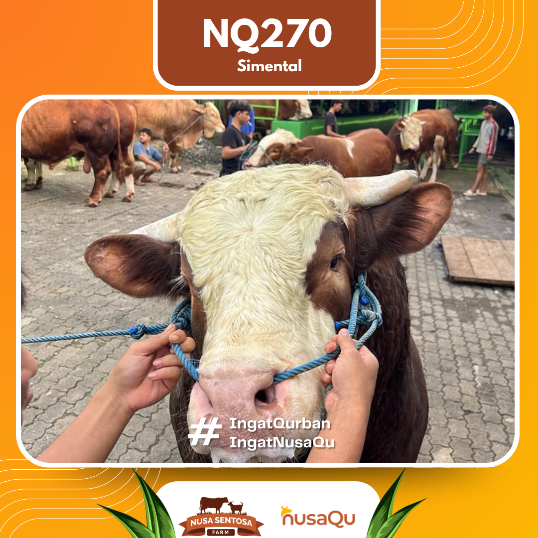 Sapi Simental NQ270 2026 Bobot 1100Kg foto 2