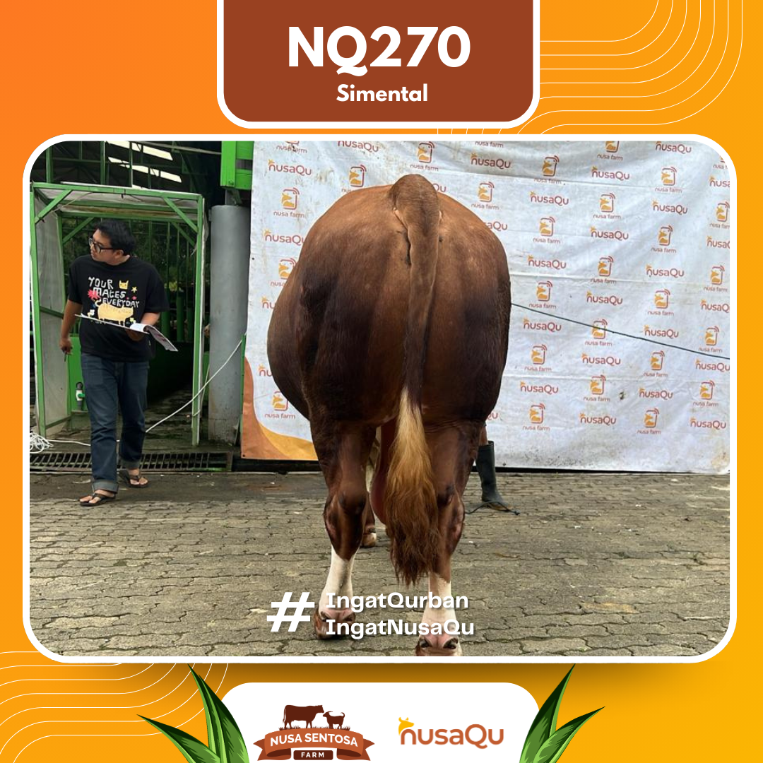 Sapi Simental NQ270 2026 Bobot 1100Kg foto 3
