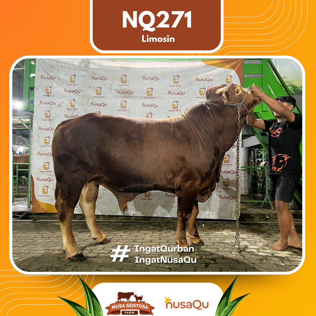 Sapi Limosin Cross NQ271 2026 Bobot 900Kg