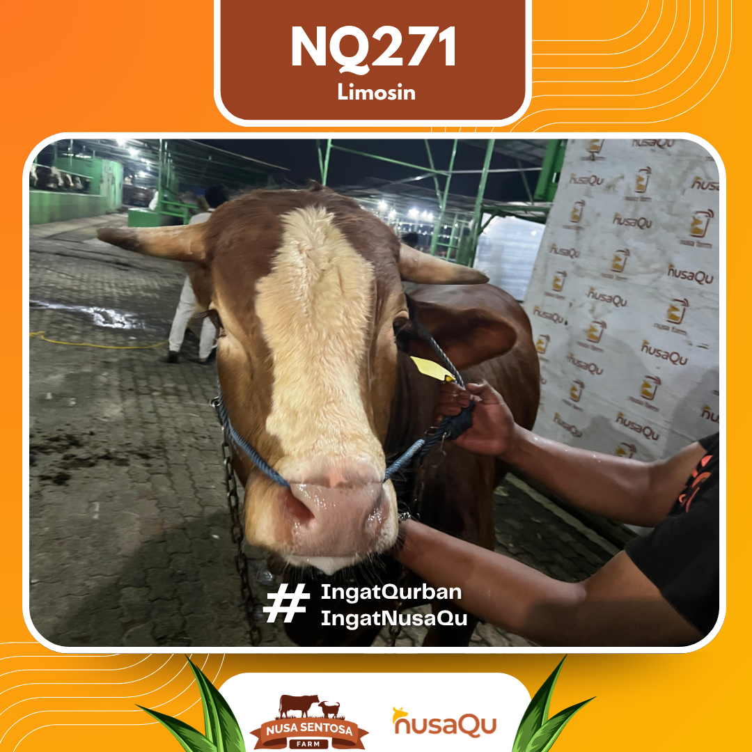 Sapi Limosin Cross NQ271 2026 Bobot 900Kg foto 2