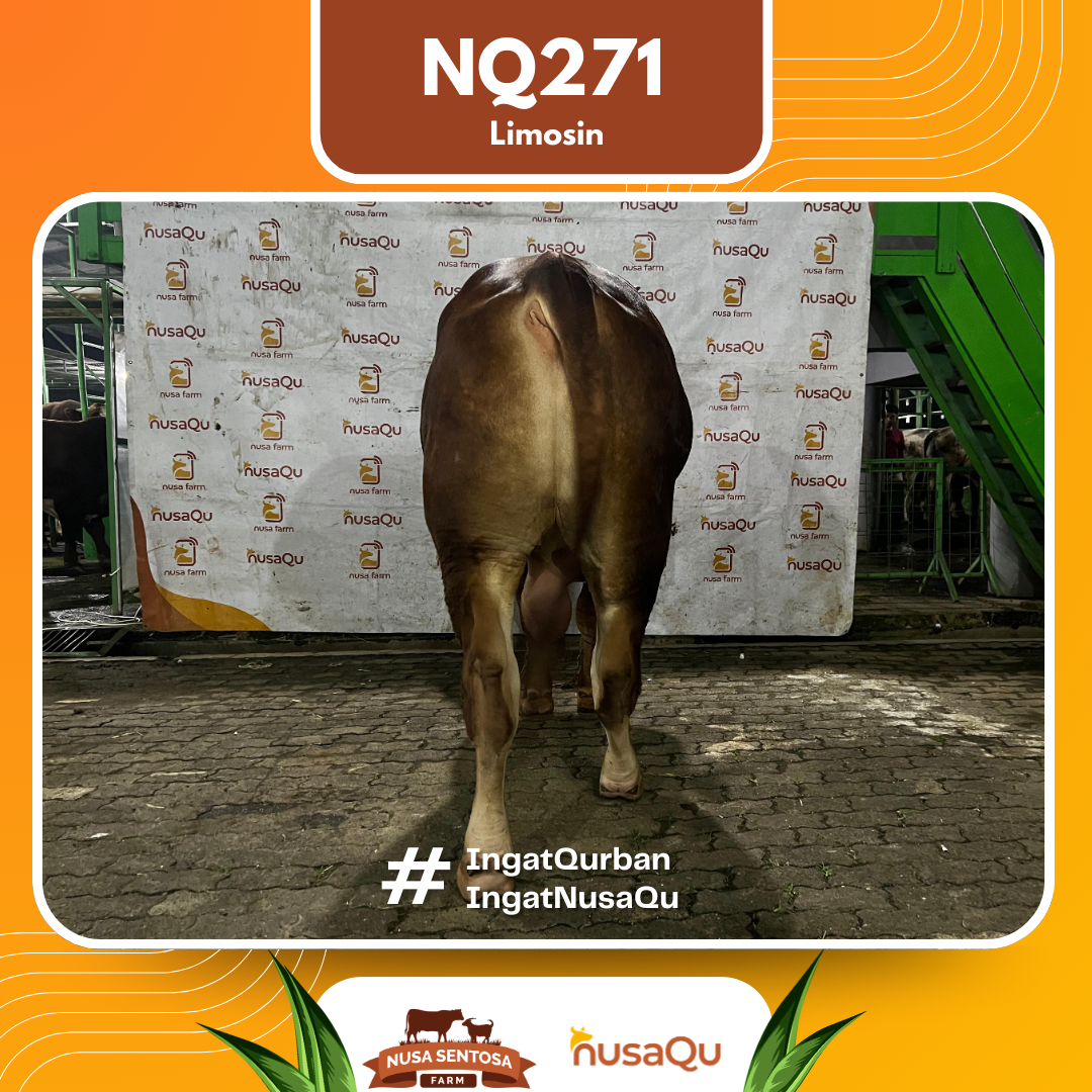 Sapi Limosin Cross NQ271 2026 Bobot 900Kg foto 3