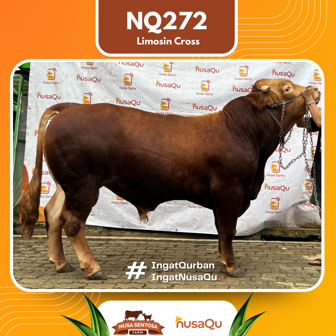 Sapi Limosin Cross NQ272 2026 Bobot 900Kg