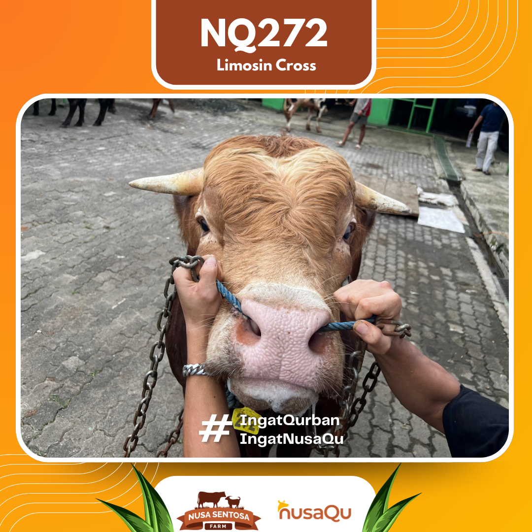 Sapi Limosin Cross NQ272 2026 Bobot 900Kg foto 2
