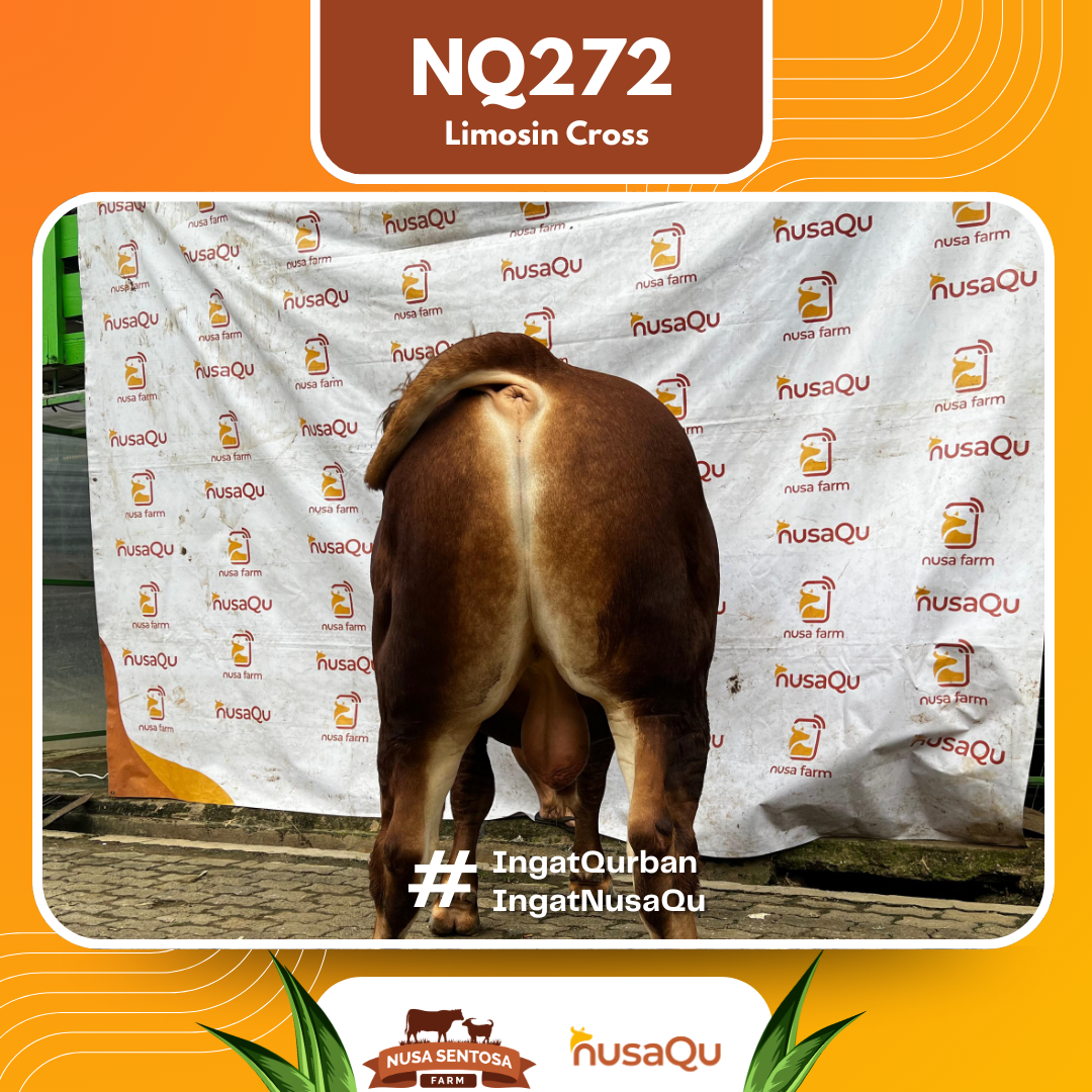 Sapi Limosin Cross NQ272 2026 Bobot 900Kg foto 3