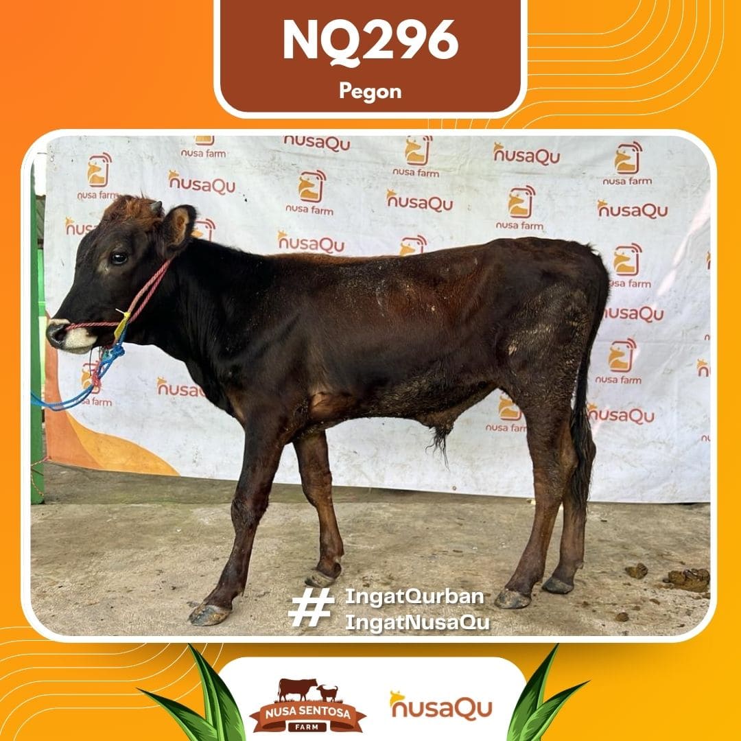 Sapi Pegon NQ296 2026 Bobot 300Kg