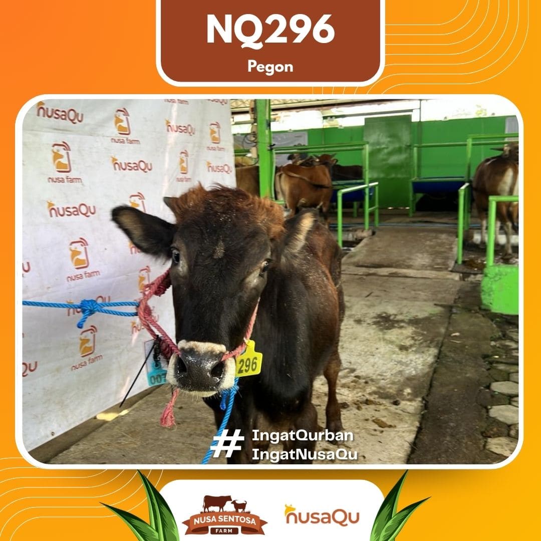 Sapi Pegon NQ296 2026 Bobot 300Kg foto 2